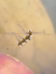 Aedes notoscriptus