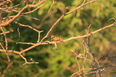 Agroecotettix modestus