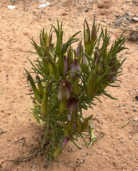 Cordylanthus wrightii