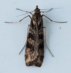 Nomophila nearctica