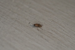 Phoridae