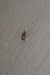 Phoridae