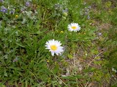 Erigeron algidus