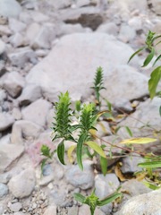 Tetramerium nervosum