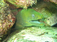 Gymnothorax castaneus