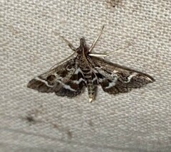 Diasemiodes janassialis