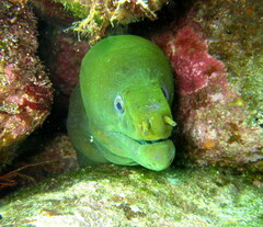 Gymnothorax castaneus