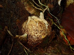 Phallomycetidae