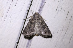 Protorthodes alfkenii