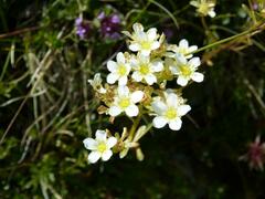 Saxifraga paniculata