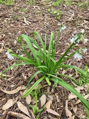 Allium triquetrum