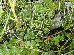 Saxifraga paniculata