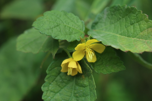 corchoropsis (Corchoropsis crenata var. crenata)