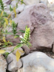 Tetramerium nervosum