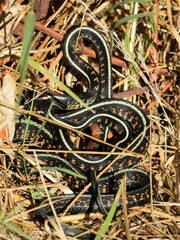 Thamnophis sirtalis concinnus