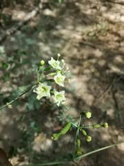 Commicarpus scandens