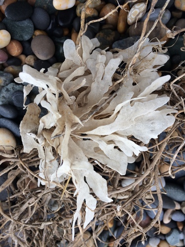 Flustra foliacea