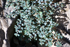 Euphorbia cinerascens