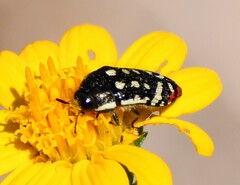 Acmaeodera disjuncta