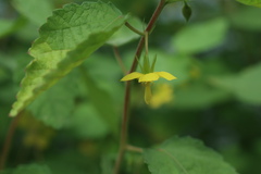 Corchoropsis crenata