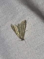 Parapoynx allionealis