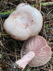 Lactarius subpurpureus