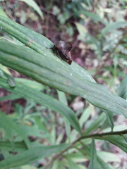 Telamona monticola