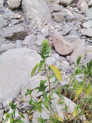 Tetramerium nervosum