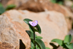 Tradescantia brevifolia