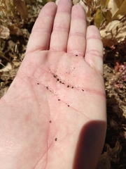 Orthocarpus cuspidatus