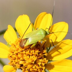 Phytocoris vanduzeei