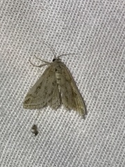 Parapoynx allionealis