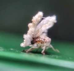 Ricaniidae