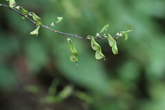 Hylodesmum