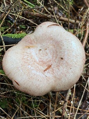 Lactarius subpurpureus