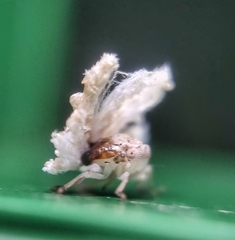 Ricaniidae
