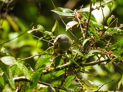 Pycnonotus bimaculatus