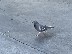 Columba livia domestica