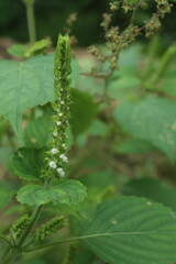Perilla