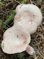 Lactarius subpurpureus