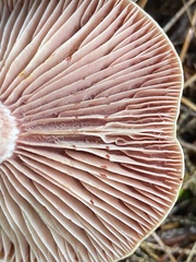 Lactarius subpurpureus