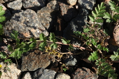 Potentilla supina
