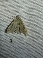 Parapoynx allionealis