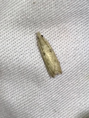Bactra
