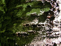 Sphyrapicus ruber
