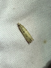 Bactra