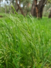 Festuca myuros