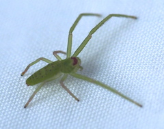 Cetratus