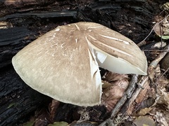Megacollybia