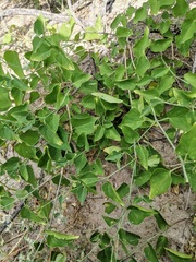Commicarpus scandens